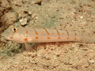 Valencienna puellaris